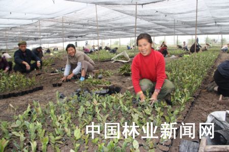 梁平建成国家级油茶种苗基地