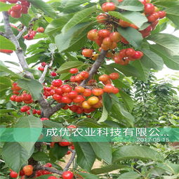 【福星樱桃苗基地价格山东樱桃苗兰丁樱桃苗砧木】- 
