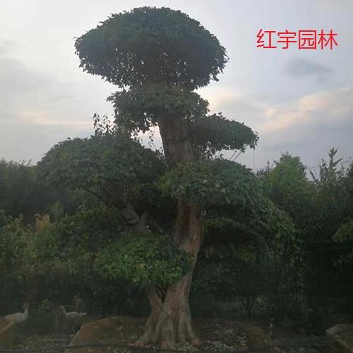 假山的设计,施工,养护,造林苗,城镇绿化苗,经济林苗等(小苗)的种植