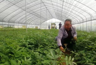 苏家院陈正荣 栽上 致富苗 ,点燃2000户村民脱贫希望