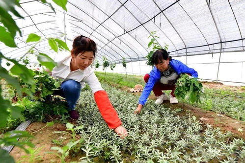 吕梁新传奇 啃下深度贫困这块 硬骨头