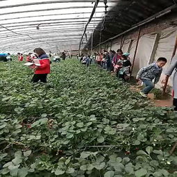 【妙香七号草莓苗一棵结多少焦作市草莓苗纯正】- 