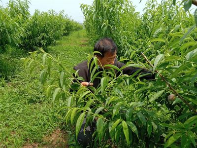 【聚力强富美高 决胜全面小康-百村】宋集村:土地掘金 壮村富民