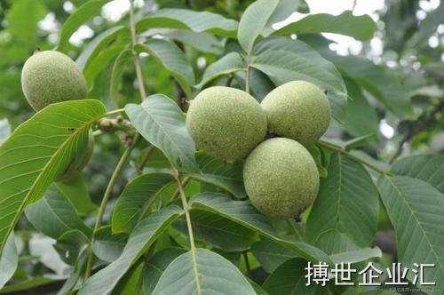 四川省攀枝花市清香核桃苗出售价格优良品种