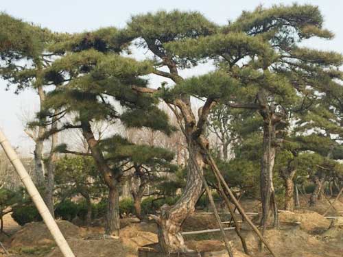 基地,欢迎联系吴经理,手机18653831738,我们是做花卉,造林苗,经济林苗