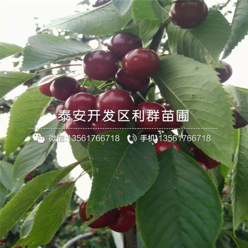 【一棵友谊樱桃苗、一棵友谊樱桃苗多少钱】- 