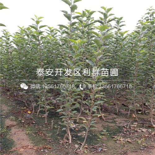 【山东烟富十号苹果树苗新品种】- 