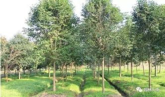 2017年各省苗木种植补贴,不知道你就亏大啦