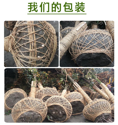 苗圃批发绿化苗木木槿树苗 木槿花小苗 多花当年开花绿篱围栏
