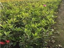 第4页 产品展示 郴州市苏仙区绿溪草皮苗木绿基地