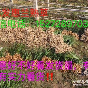 100苗带花苞惠兰熟草商品苗,包邮ems,支持交易通