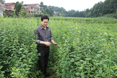 花垣县移民局经济林苗繁育种植示范基地(辅园一)