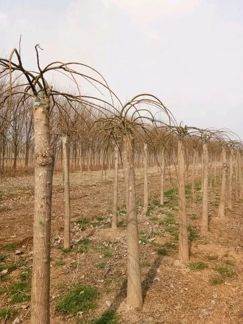 恭喜山东省郓城县老东北种植基地入驻苗木通 精品槐树专供