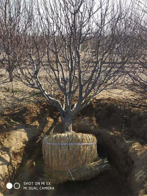 八棱海棠树几年结果 八棱海棠主要集中地张家口怀来天远苗木基地