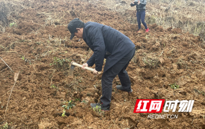 种下小树苗,收获大希望--永定区教字垭镇开展植树活动