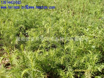 柳杉苗40万株