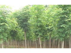 成都白蜡批发基地 成都白蜡出售处理 供应产品 任城区李营大务屯村苗木基地