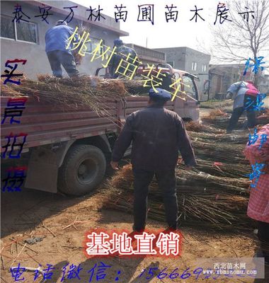 黄金油蟠桃1号蟠桃苗、黄金油蟠桃1号树苗价格{多少钱}