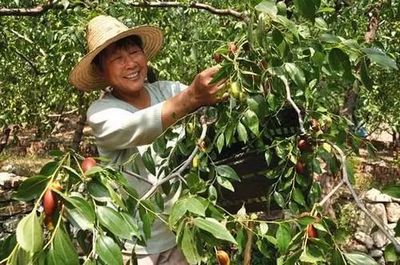 国家的生态文明建设终于迈开坚实的步伐,全面禁止天然林商业性采伐,荒山该如何开发利用?