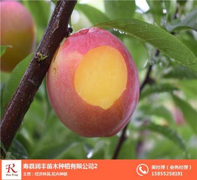 果树苗木-润丰苗木(在线咨询)-淮北树苗