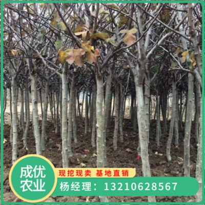 大棉球山楂苗批发基地 哪里有出售批发山楂苗的