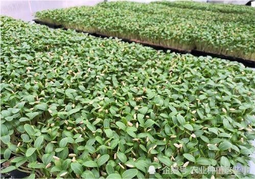 蔬菜种植技术系列1 蔬菜育苗方式