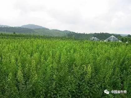 翁旗政府出台新政,在全旗范围内发放补贴 快来领吧