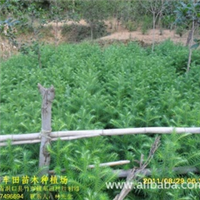 出售嫁接冰糖橙 砂糖橘 金钱橘 温州蜜桔 日南一号 金钱树苗批发