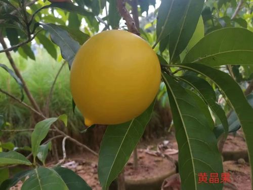 云南普文试验林场加大苗木培育力度服务乡村振兴