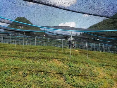 西秀区双堡镇:发展林下经济 促进乡村振兴