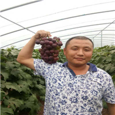 占地藤稔葡萄苗购买价格 藤稔葡萄苗规格报价一览表