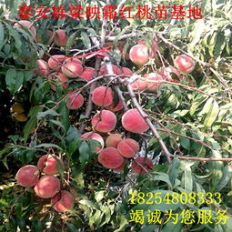 哪里的占地大桃苗便宜桃树苗一手货源 红不软桃树种苗批发基地