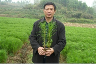 我是培育木本造林苗和经济林苗绿化苗的