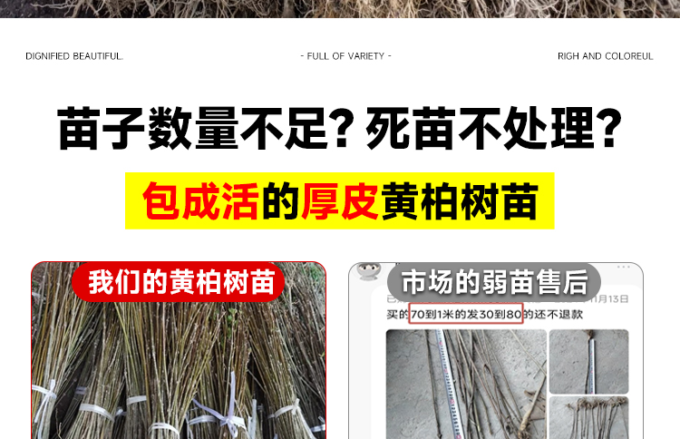 中药材黄柏树苗川黄柏黄檗树苗剥皮卖造林绿化经济林苗南北方种植
