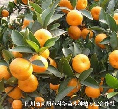 简阳市科华苗木-大量出售优质蜜桔苗-经济林苗