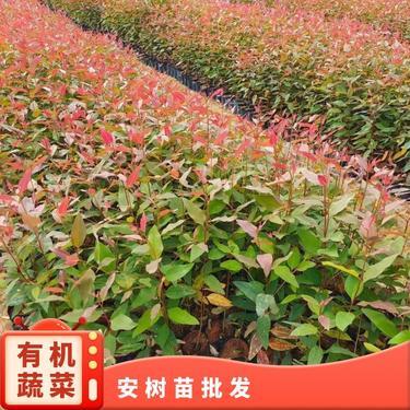 桉树苗批发