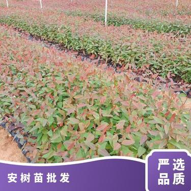 桉树多少钱一吨