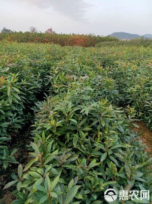 木荷苗 本苗圃常年对外供应造林苗绿化苗经济林苗珍稀树种等袋苗及地苗
