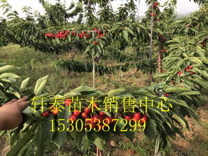 销售含香樱桃苗 含香樱桃苗效应高