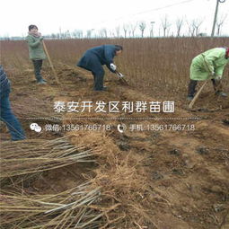 山东艳红桃苗价格及报价