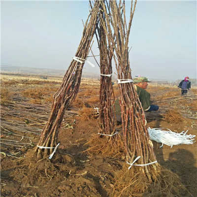 水蜜桃苹果苗 山东省引进水蜜桃苹果苗