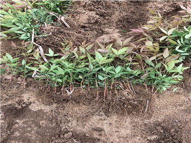 潢川南天竹河南固始南天竹床苗种植技术