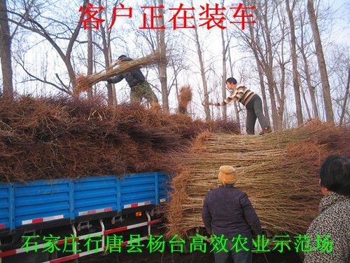 哪的山杏苗杏树苗最多图片大全 行唐县杨台高效农业示范场