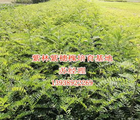 紫穗槐小苗 紫林种植 在线咨询 紫穗槐