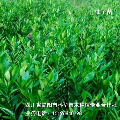 优质核桃苗_简阳市科华苗木-大量出售优质川香核桃苗-经济林苗 