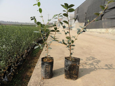 花垣县移民局经济林苗繁育种植示范基地(辅园一)