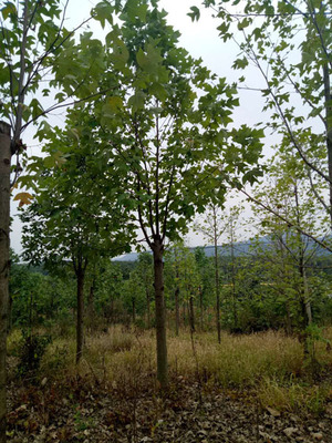 苗木绿化-宜昌苗木-京山宏伟苗木种植园