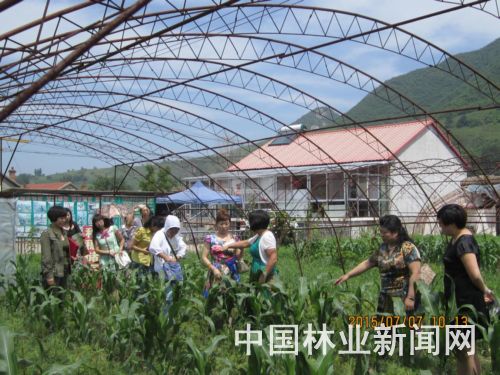 红松 接 出半边天
