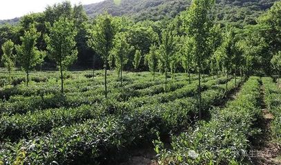 全国林下经济发展指南(2021-2030年)(一)| 林地利用范围与发展模式