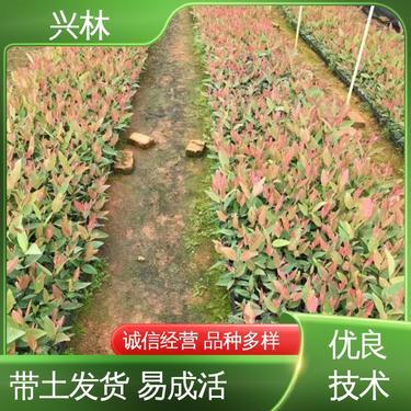 k3桉树苗品种